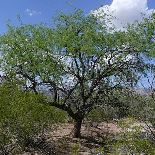 prosopis juliflora - 0.5 kg seeds