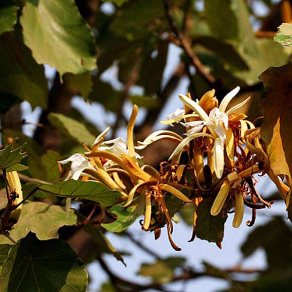 pterospermum acerifolium - 0.5 kg seeds