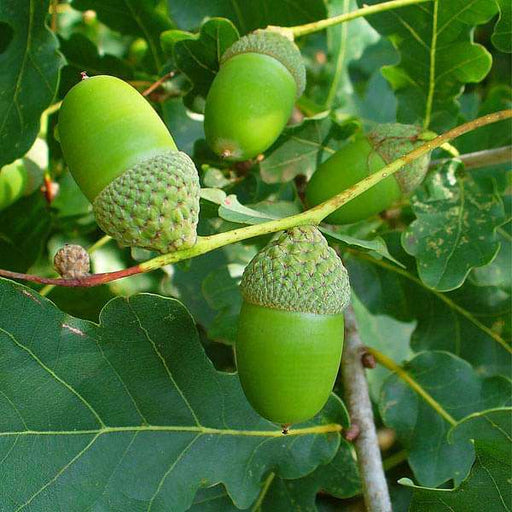 quercus robur - 0.5 kg seeds