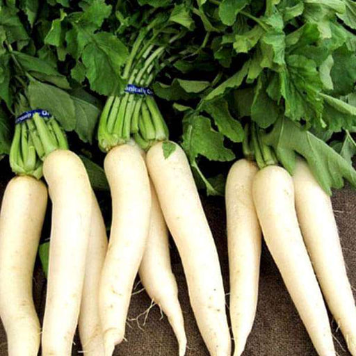 radish pusa chetki - desi vegetable seeds