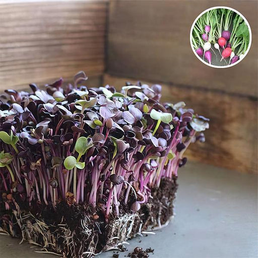 radish sango red - microgreen seeds