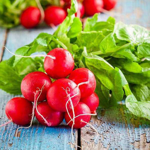 radish scarlet globe - organic vegetable seeds