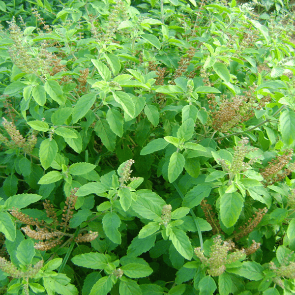 rama tulsi - herb seeds