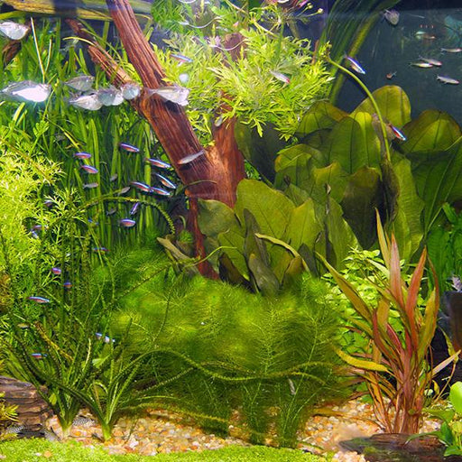 rare aquarium plants ( 22 varieties mix colors ) - 50 seeds