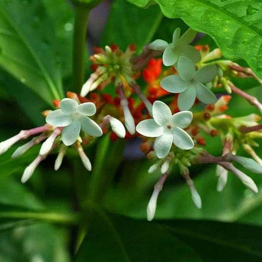 rauvolfia serpentina - 0.5 kg seeds