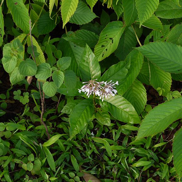 rauvolfia serpentina - 0.5 kg seeds