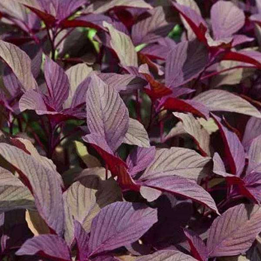 red amaranth - vegetable seeds