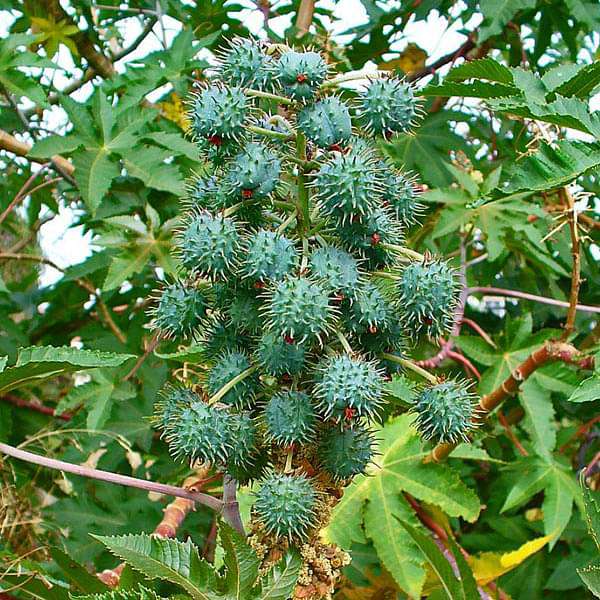 ricinus communis - 0.5 kg seeds