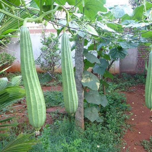 ridge gourd jaipur long - desi vegetable seeds