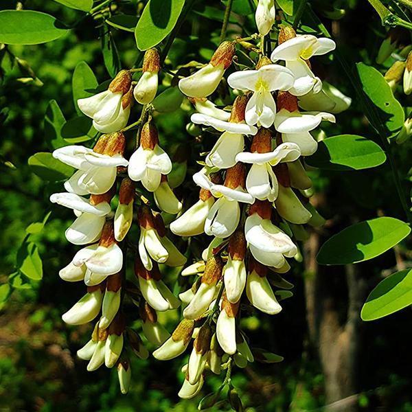 robinia pseudoacacia - 0.5 kg seeds