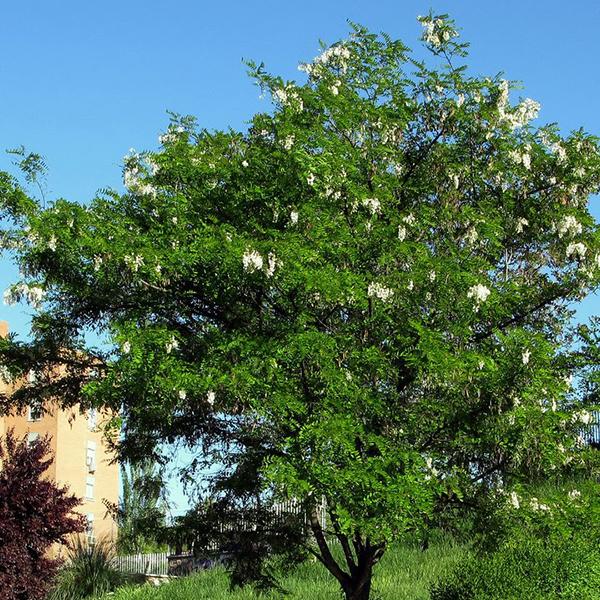 robinia pseudoacacia - 0.5 kg seeds