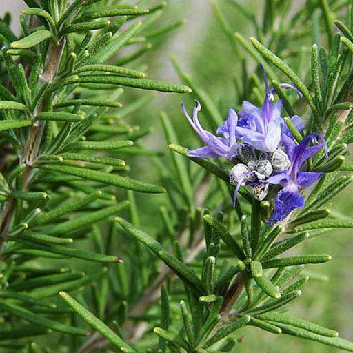 rosemary - herb seeds