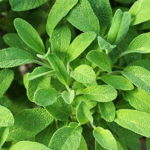 sage - herb seeds