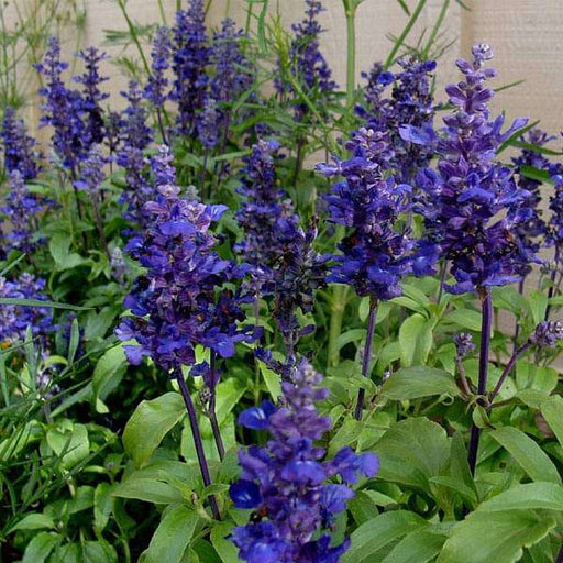 salvia farinacea blue - flower seeds