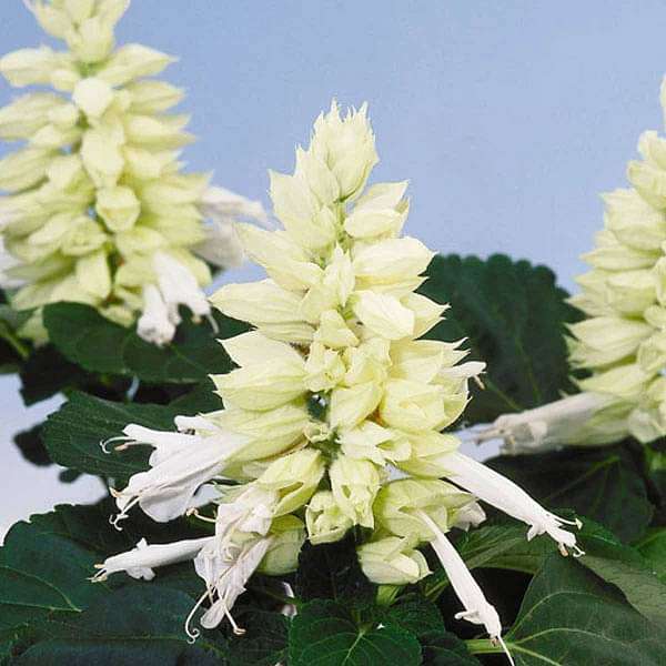 salvia salsa white - flower seeds