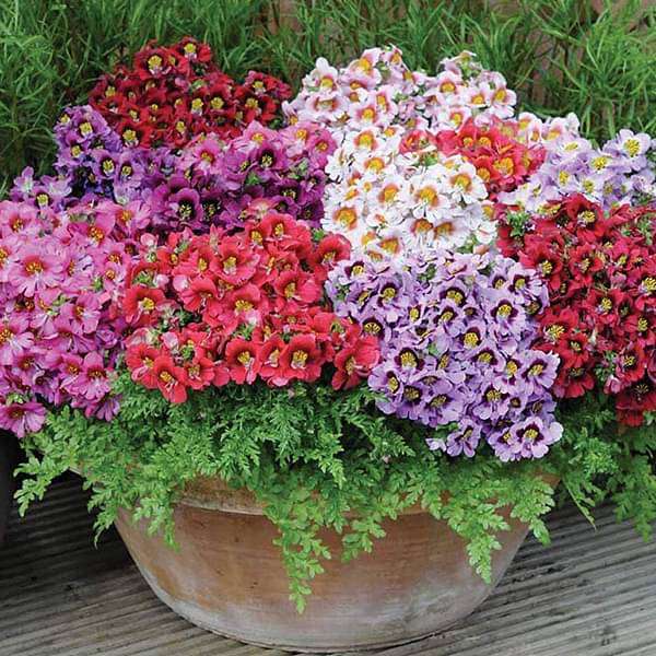 schizanthus angel mixed color - flower seeds