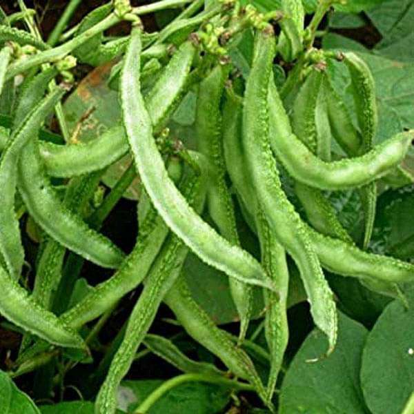 sem phali - vegetable seeds