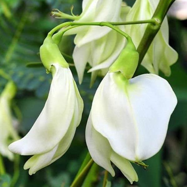 sesbania grandiflora - 0.5 kg seeds