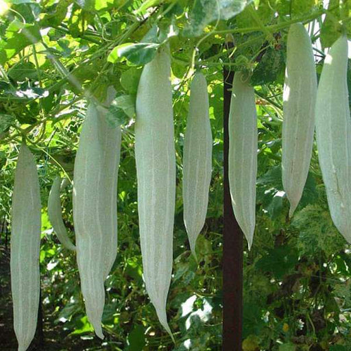 snake gourd chichinda - vegetable seeds