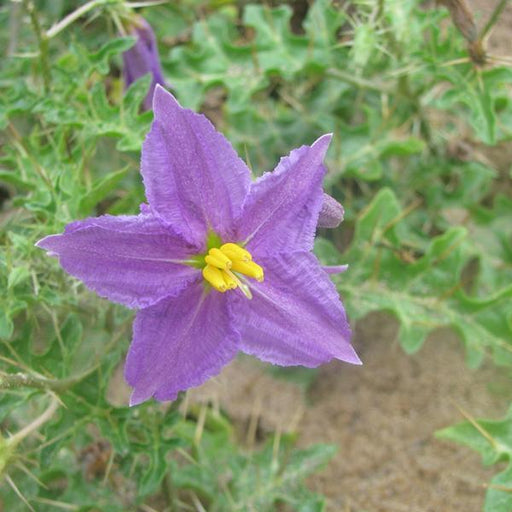 solanum xanthocarpum - 0.5 kg seeds