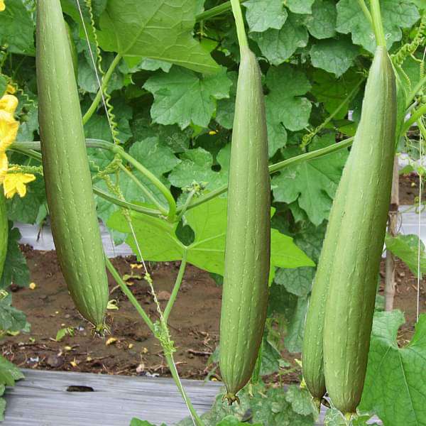 sponge gourd jaipur long - desi vegetable seeds