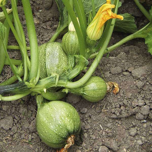 squash summer chappan kadu f1 - vegetable seeds