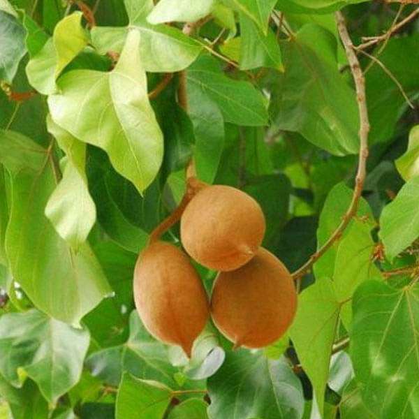 sterculia alata - 0.5 kg seeds