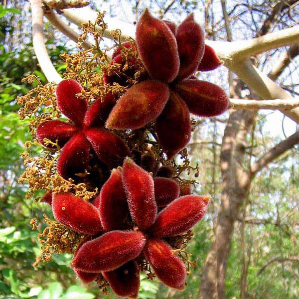 sterculia urens - 0.5 kg seeds