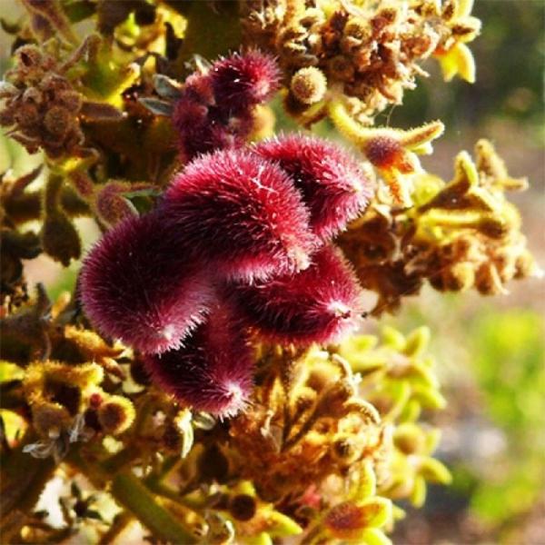 sterculia urens - 0.5 kg seeds