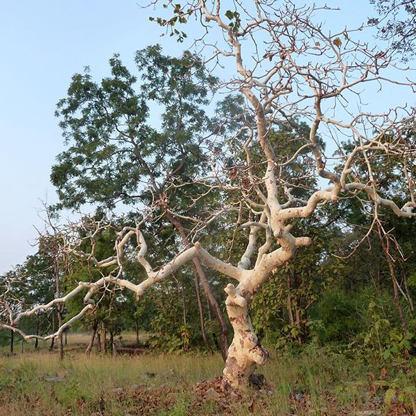 sterculia urens - 0.5 kg seeds