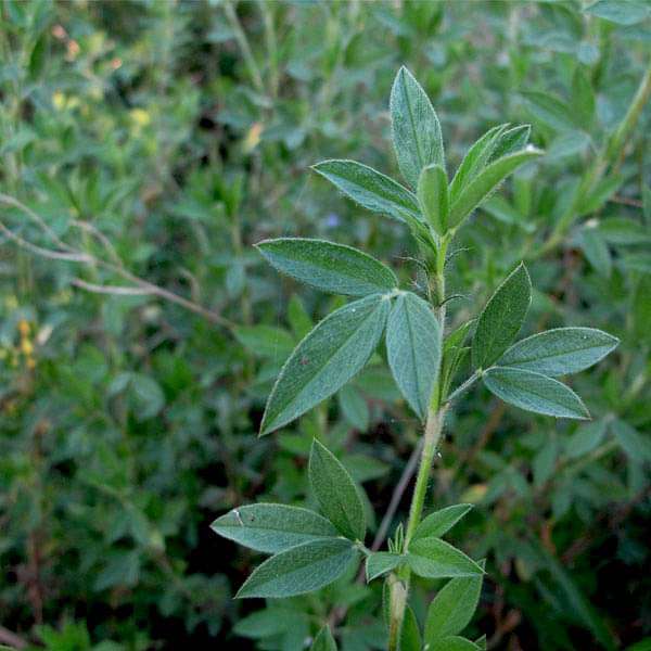 stylosanthes scabra - 0.5 kg seeds