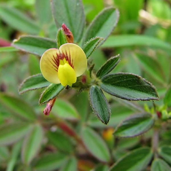 stylosanthes scabra - 0.5 kg seeds