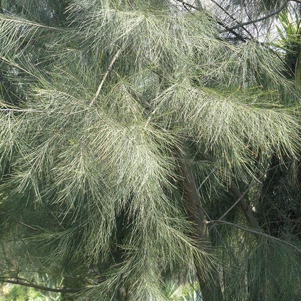 suru tree - 0.5 kg seeds