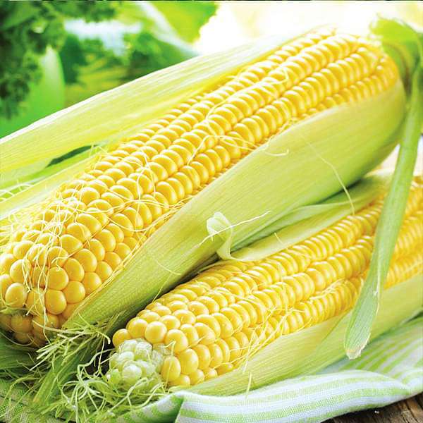 sweet corn f1 hybrid - vegetable seeds