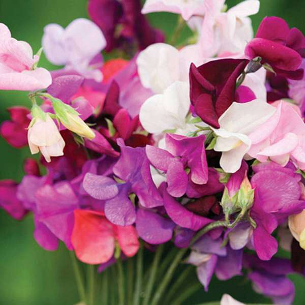 sweet pea bonanza mixed color - flower seeds