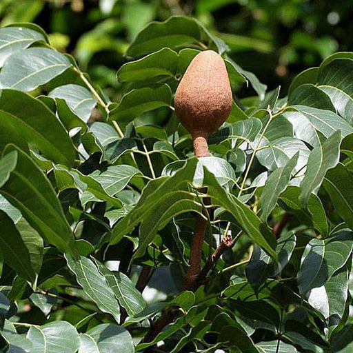 swietenia macrophylla - 0.5 kg seeds