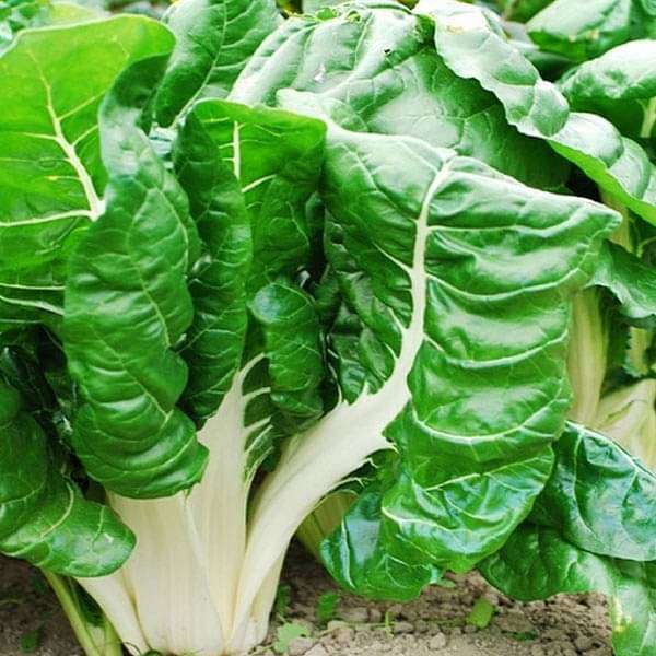 swiss chard - vegetable seeds