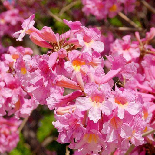 tabebuia rosea - 0.5 kg seeds