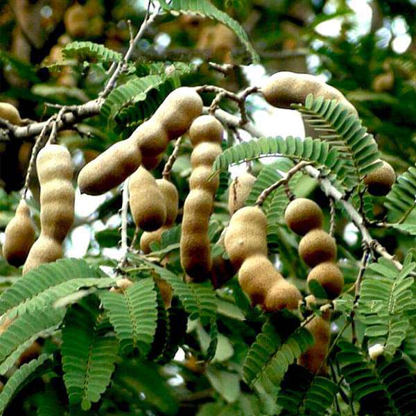 tamarindus indica - 0.5 kg seeds