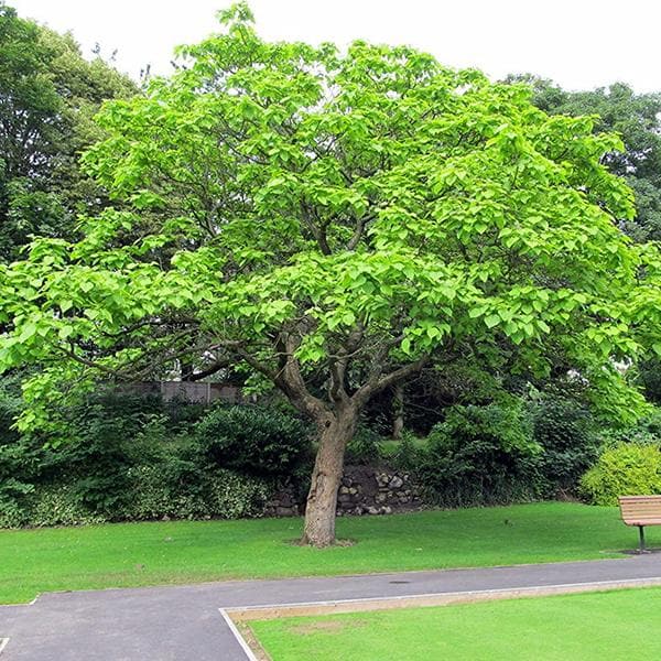 terminalia arjuna - 0.5 kg seeds