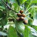 terminalia belerica - 0.5 kg seeds