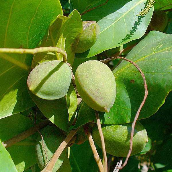 terminalia catappa - 0.5 kg seeds