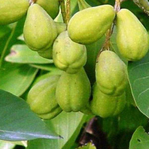 terminalia chebula - 0.5 kg seeds