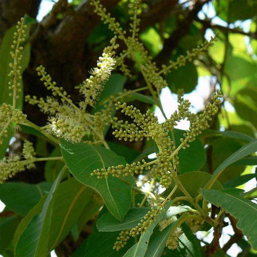 terminalia tomentosa - 0.5 kg seeds