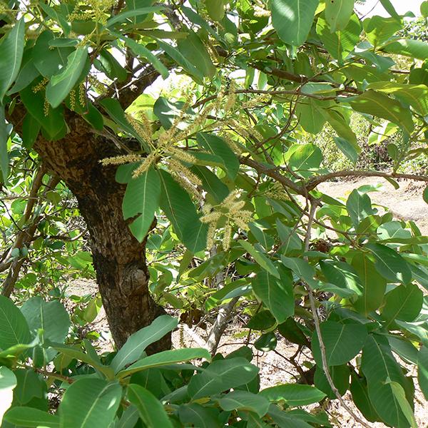 terminalia tomentosa - 0.5 kg seeds