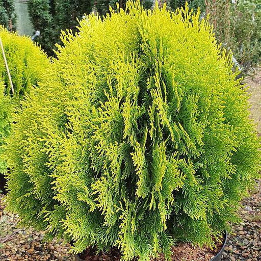 thuja compacta - 0.5 kg seeds