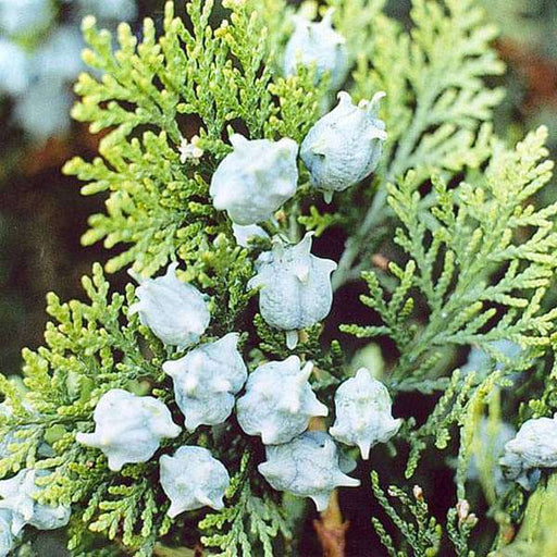 thuja orientalis - 0.5 kg seeds