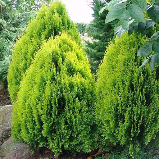 thuja orientalis - 0.5 kg seeds