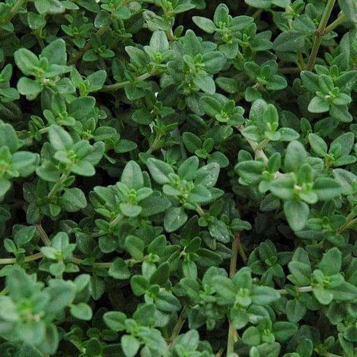 thyme - herb seeds