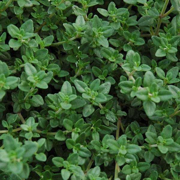 thyme - herb seeds